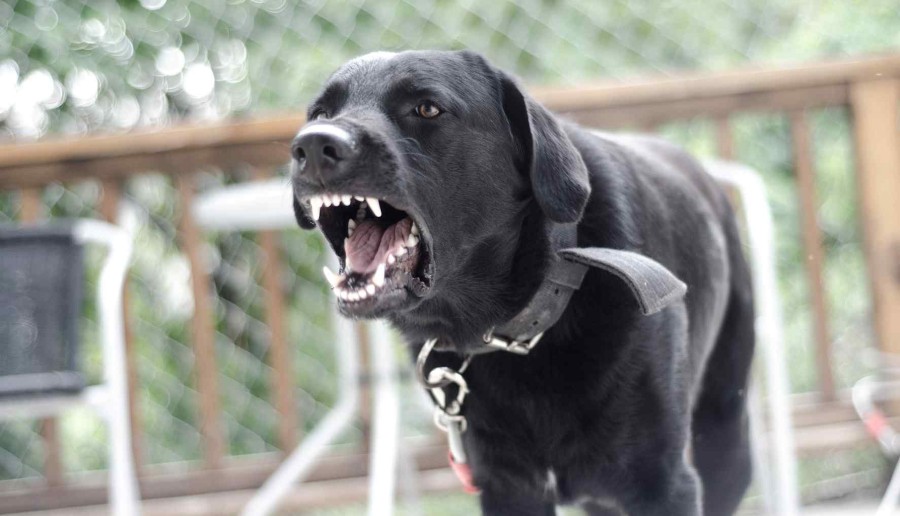 Can a Lawyer Help with Dog Bite Insurance Claims in Spokane?