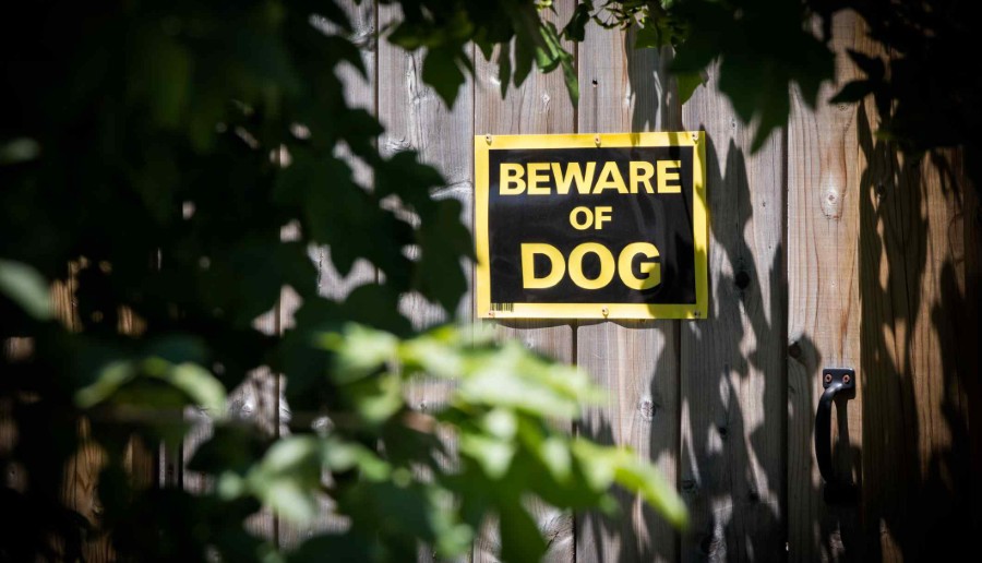 How to Choose the Right Attorney for Dog Bite Case in Spokane?