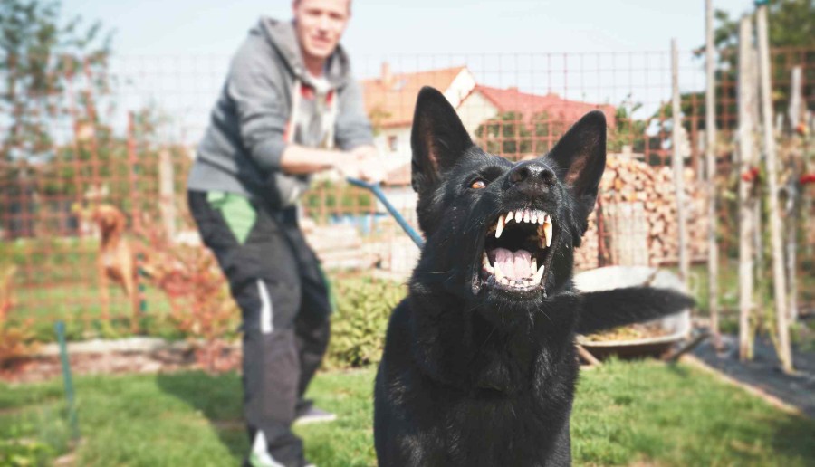 What Are the Specific Dog Bite Laws in Spokane, Washington?