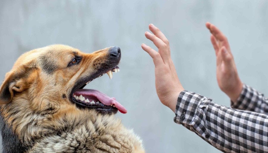 What Should I Do Immediately After a Dog Bite in Spokane?